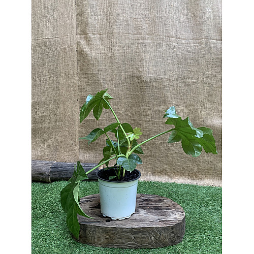 Фатсія японська Florinda Aralia japonica, висота 45см, об'єм горщика 0,7л