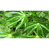 Фатсія японська Florinda Aralia japonica, висота 45см, об'єм горщика 0,7л
