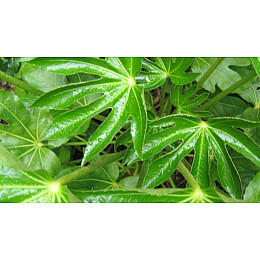 Фатсия японская Florinda Aralia japonica, высота 45см, объём горшка 0,7л