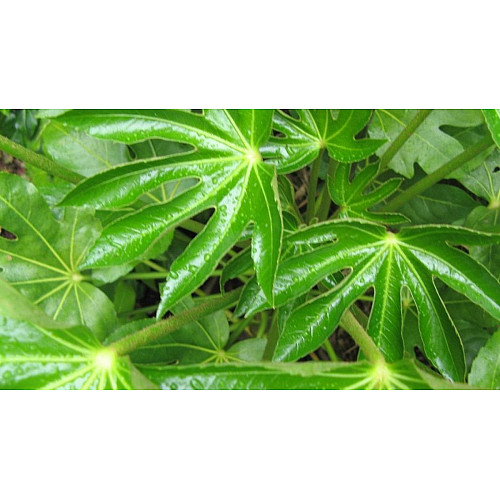 Фатсія японська Florinda Aralia japonica, висота 45см, об'єм горщика 0,7л