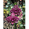 Орхідея Фаленопсис Florinda Дикий Кіт Orchid Phalaenopsis Wild Cat