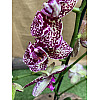 Орхідея Фаленопсис Florinda Дикий Кіт Orchid Phalaenopsis Wild Cat