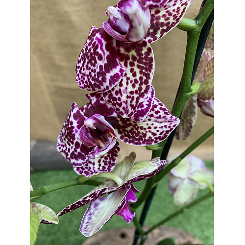 Орхідея Фаленопсис Florinda Дикий Кіт Orchid Phalaenopsis Wild Cat