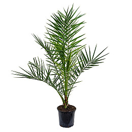 Финиковая Канарская Пальма Florinda Phoenix Canariensis, высота 60-80см, объём горшка 1,5л (RG060)