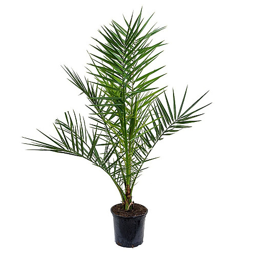 Финиковая Канарская Пальма Florinda Phoenix Canariensis, высота 60-80см, объём горшка 1,5л (RG060)