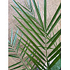 Финиковая Канарская Пальма Florinda Phoenix Canariensis, высота 60-80см, объём горшка 1,5л (RG060)