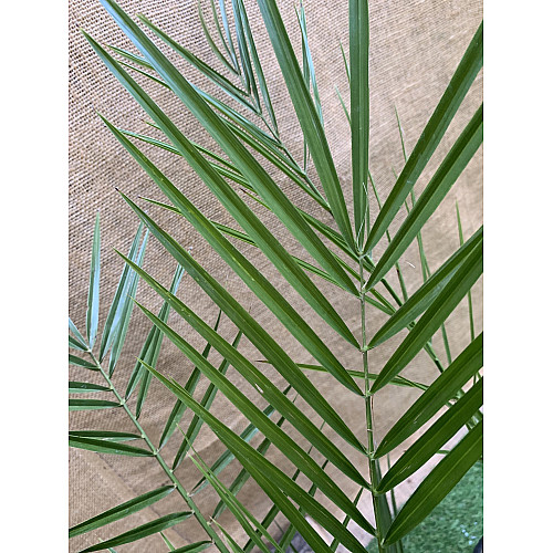 Финиковая Канарская Пальма Florinda Phoenix Canariensis, высота 60-80см, объём горшка 1,5л (RG060)