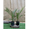 Финиковая Канарская Пальма Florinda Phoenix Canariensis, высота 60-80см, объём горшка 1,5л (RG060)