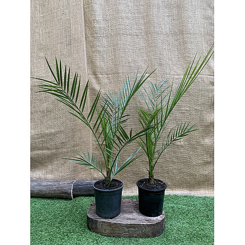 Финиковая Канарская Пальма Florinda Phoenix Canariensis, высота 60-80см, объём горшка 1,5л (RG060)