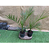 Финиковая Канарская Пальма Florinda Phoenix Canariensis, высота 60-80см, объём горшка 1,5л (RG060)