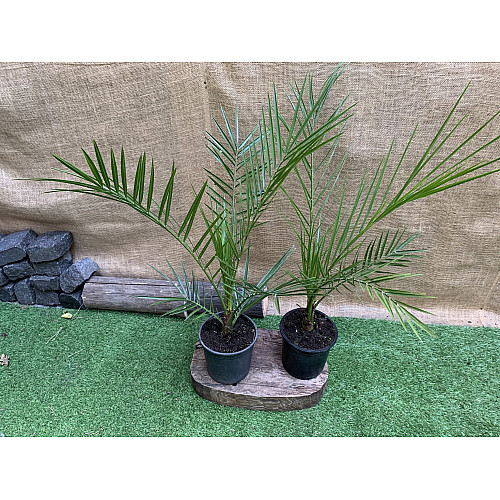 Финиковая Канарская Пальма Florinda Phoenix Canariensis, высота 60-80см, объём горшка 1,5л (RG060)