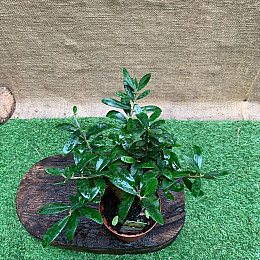 Бонсай Оливковое дерево Rovinsky Garden Olea europaea, высота 20 - 30см, объём горшка 0,7л