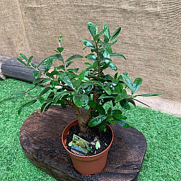 Бонсай Оливковое дерево Rovinsky Garden Olea europaea, высота 20 - 30см, объём горшка 0,7л