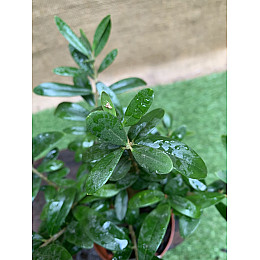 Бонсай Оливковое дерево Rovinsky Garden Olea europaea, высота 20 - 30см, объём горшка 0,7л