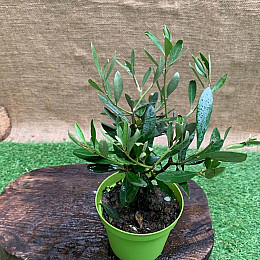 Оливковое дерево Florinda mini-stem Olea europaea, 25см, объём горшка 0,7л