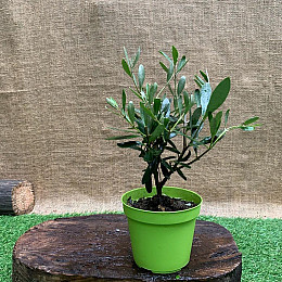 Оливковое дерево Florinda mini-stem Olea europaea, 25см, объём горшка 0,7л