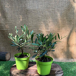 Оливковое дерево Florinda mini-stem Olea europaea, 25см, объём горшка 0,7л