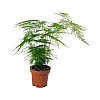 Аспарагус Florinda Asparagus Setaceus, висота 35см, об'єм горщика 0,7л