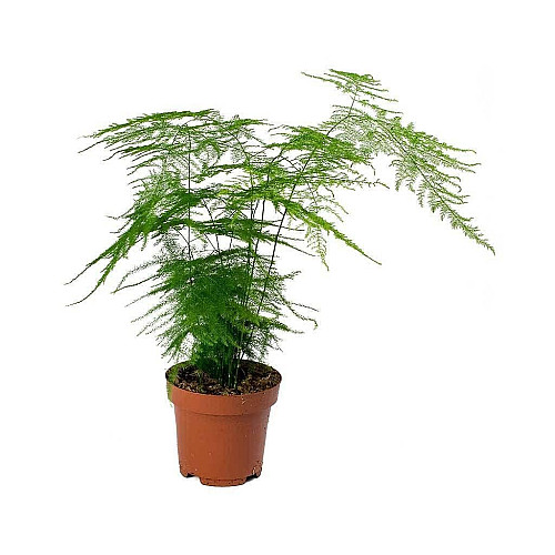 Аспарагус Florinda Asparagus Setaceus, висота 35см, об'єм горщика 0,7л