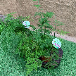 Аспарагус Florinda Asparagus Setaceus, высота 35см, объём горшка 0,7л