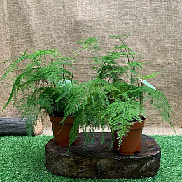 Аспарагус Florinda Asparagus Setaceus, высота 35см, объём горшка 0,7л