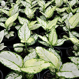 Аглаонема Біла Rovinsky Garden Aglaonema Super White, висота 15-25см, об'єм горщика 0,75 л