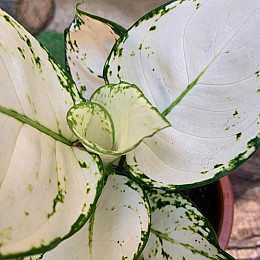 Аглаонема Белая Rovinsky Garden Aglaonema Super White, высота 15-25см, объём горшка 0,75л