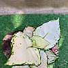Аглаонема Біла Rovinsky Garden Aglaonema Super White, висота 15-25см, об'єм горщика 0,75 л