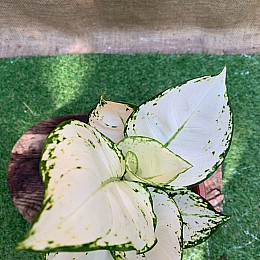 Аглаонема Белая Rovinsky Garden Aglaonema Super White, высота 15-25см, объём горшка 0,75л