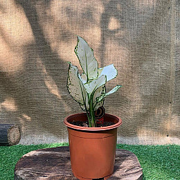 Аглаонема Белая Rovinsky Garden Aglaonema Super White, высота 15-25см, объём горшка 0,75л