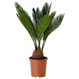 Цикас Революта Florinda (Саго́вник поника́ющий) Cycas Revoluta, высота 20 - 30см, объём горшка 0,5л