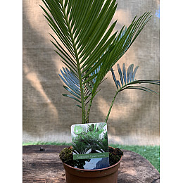 Цикас Революта Florinda (Саго́вник поника́ющий) Cycas Revoluta, высота 20 - 30см, объём горшка 0,5л