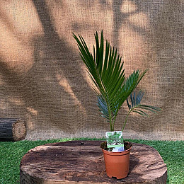 Цикас Революта Florinda (Саго́вник поника́ющий) Cycas Revoluta, высота 20 - 30см, объём горшка 0,5л