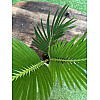 Цикас Революта Florinda (Саго́вник поника́ющий) Cycas Revoluta, высота 20 - 30см, объём горшка 0,5л