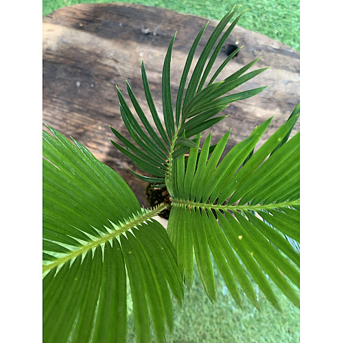 Цикас Революта Florinda (Саго́вник поника́ющий) Cycas Revoluta, высота 20 - 30см, объём горшка 0,5л