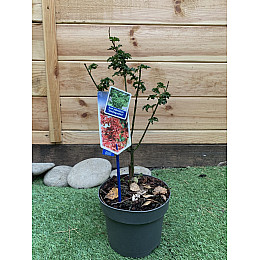 Японський клен Rovinsky Garden (Japanese maple, acer palmatum) Shishigashira, висота 35 - 45 см, об`єм горщику 3,5л