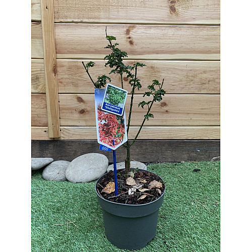 Японський клен Rovinsky Garden (Japanese maple, acer palmatum) Shishigashira, висота 35 - 45 см, об`єм горщику 3,5л