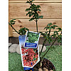 Японський клен Rovinsky Garden (Japanese maple, acer palmatum) Shishigashira, висота 35 - 45 см, об`єм горщику 3,5л