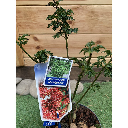 Японський клен Rovinsky Garden (Japanese maple, acer palmatum) Shishigashira, висота 35 - 45 см, об`єм горщику 3,5л