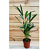 Пальма Арека Rovinsky Garden Areca, висота 50 см, об'єм горщика 0,8 л