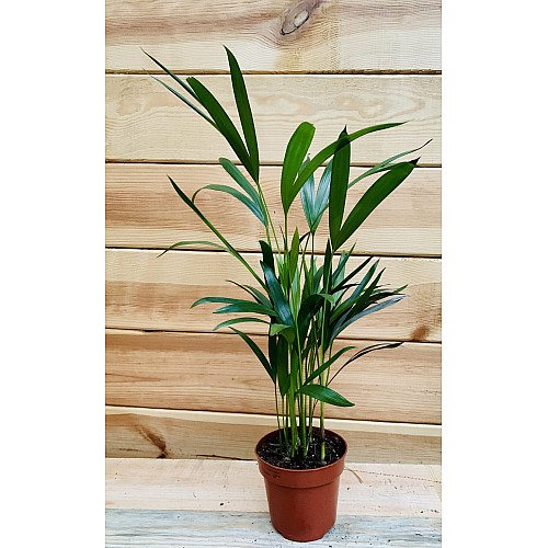 Пальма Арека Rovinsky Garden Areca, висота 50 см, об'єм горщика 0,8 л