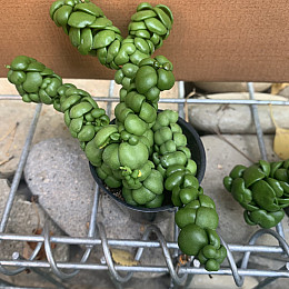 Дісхідія Rovinsky Garden Dischidia NUMMULARIA ‘PANGOLIN KISSES’ , об#039;єм горщику 0,2л, висота 5-10см