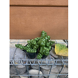 Дісхідія Rovinsky Garden Dischidia NUMMULARIA ‘PANGOLIN KISSES’ , об#039;єм горщику 0,2л, висота 5-10см