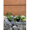 Дісхідія Rovinsky Garden Dischidia NUMMULARIA ‘PANGOLIN KISSES’ , об#039;єм горщику 0,2л, висота 5-10см