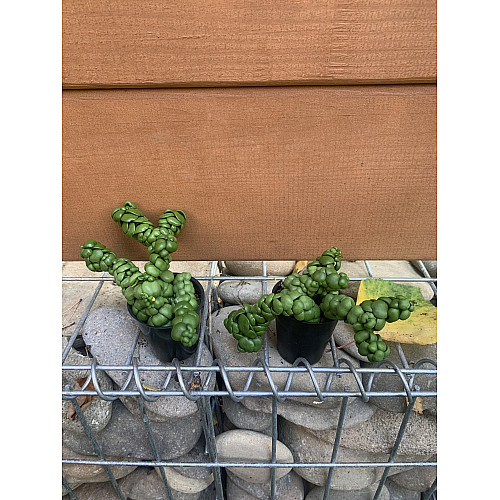 Дісхідія Rovinsky Garden Dischidia NUMMULARIA ‘PANGOLIN KISSES’ , об#039;єм горщику 0,2л, висота 5-10см