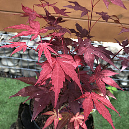 Японский клен Rovinsky Garden (Japanese maple) Atropurpureum 50-70 см (объем горшка 0.8 л) RG002-1