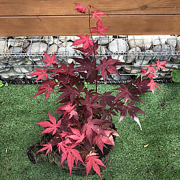 Японський клен Rovinsky Garden (Japanese maple) Atropurpureum 50-70 см (об'єм горщика 0.8 л) RG002-1