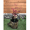 Японский клен Rovinsky Garden (Japanese maple) Atropurpureum 50-70 см (объем горшка 0.8 л) RG002-1