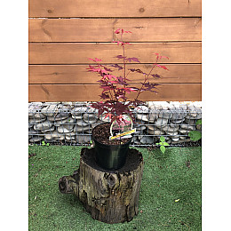 Японський клен Rovinsky Garden (Japanese maple) Atropurpureum 50-70 см (об'єм горщика 0.8 л) RG002-1