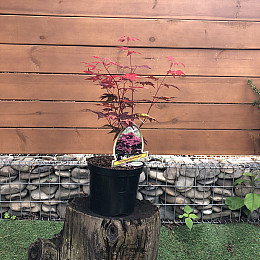 Японський клен Rovinsky Garden (Japanese maple) Atropurpureum 50-70 см (об'єм горщика 0.8 л) RG002-1